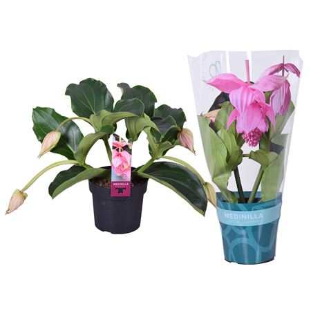 Medinella Mag 2+ Pino Tubo