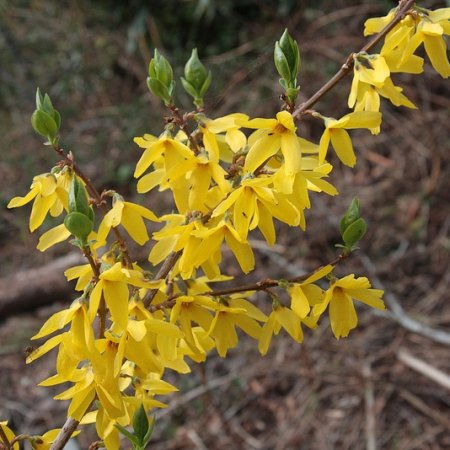 Форзиция промежуточная в тубе