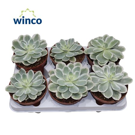 Echeveria "lemon Lime" Variegata