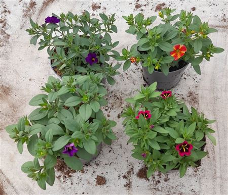Calibrachoa Cabaret Mix