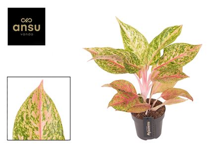 Aglaonema Pomegranate Tea