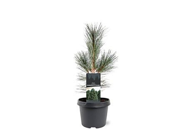 Pinus Flex Vanderwolf's Pyramid