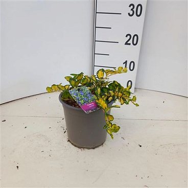 Vinca Minor Illumination