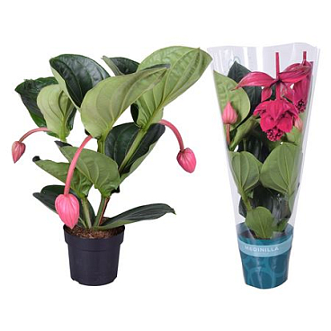 Medinilla Magnifica Flamenco 2 Etage 3fl