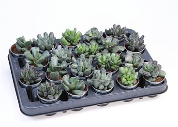 Adromischus Mix In Sinkpot