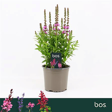 Lythrum Salicaria Robin