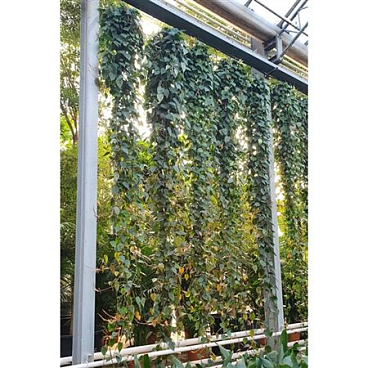 Philodendron Scandens Hang