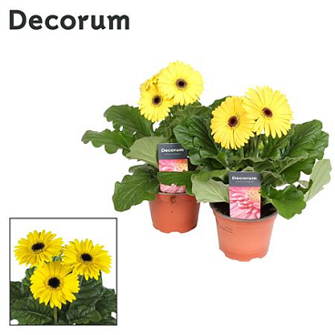 Gerbera Yellow 2+ (decorum)