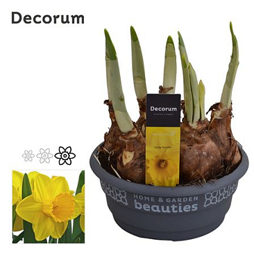 Narcissus Lucky Number (decorum)