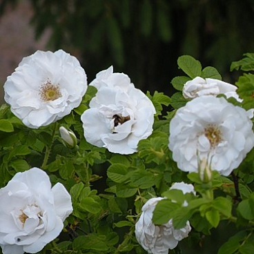 Роза парковая Лак Мажо