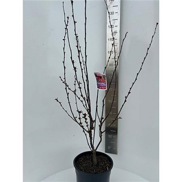 Malus Veitch's Scarlet