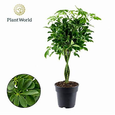 Schefflera Compacta Nora Twisted
