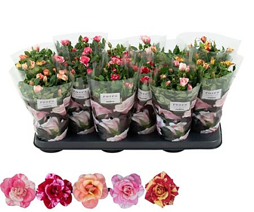Rosa Victory Mix