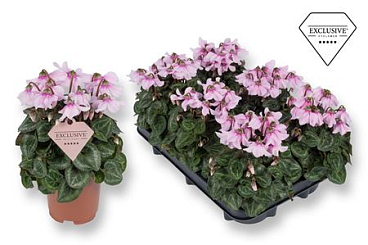 Cyclamen Petticoat Light Pink