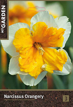 Нарцисс орхидный Оранжери