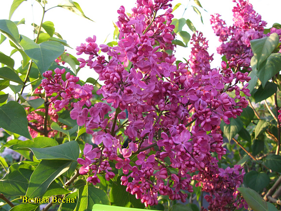 Сирень обыкновенная Вечная Весна