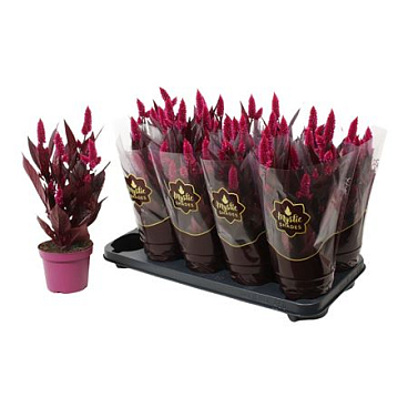 Celosia Mystic Shades In Sleeve
