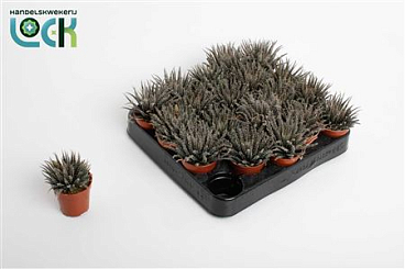 Haworthia Haworthioides