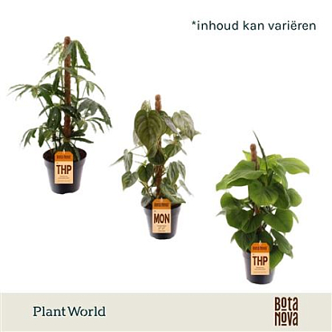 Plantmix Mosspole Mix