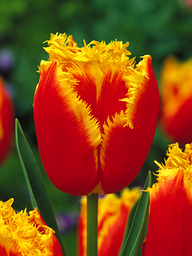 Тюльпан бахромчатый Тиано