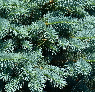 Ель колючая Бейби Блю Айс