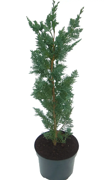 Кипарисовик лоусона Виссели