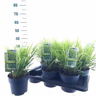 Hakonechloa Macra