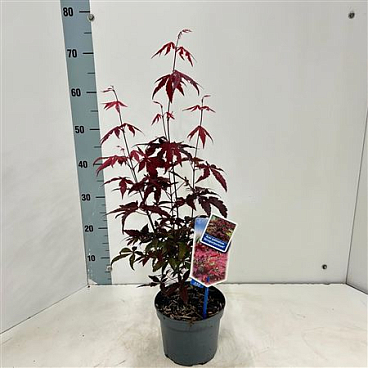 Acer Palm Atropurpureum Potcover
