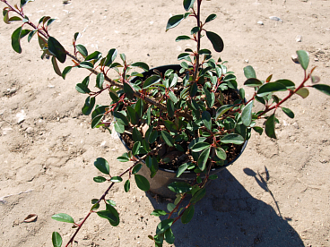 Кизильник даммера укореняющийся Мейджер