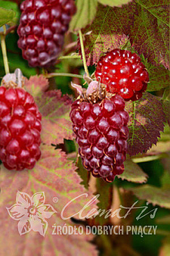 Ежемалина Букингем Тэйберри