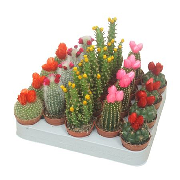 Cactus Mix Flowering
