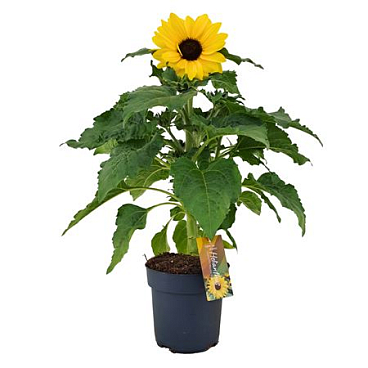 Helianthus Sunfinity Yellow Dark Center