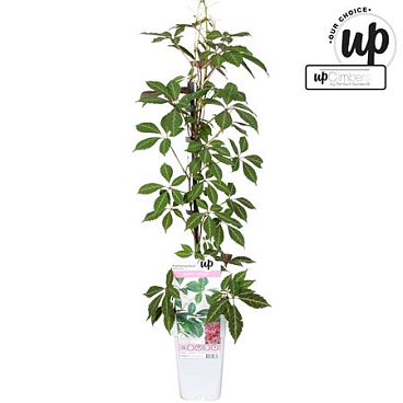 Parthenocissus Henryana