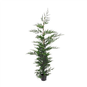 Cupressocyparis Leylandii