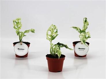 Monstera Frozen Freckles