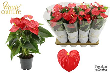 Anthurium 14 Cm Esudo In Haute Couture Sleeve