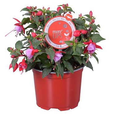 Fuchsia Bella Nikita (morelips)