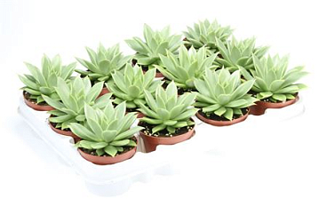 Echeveria Roxana
