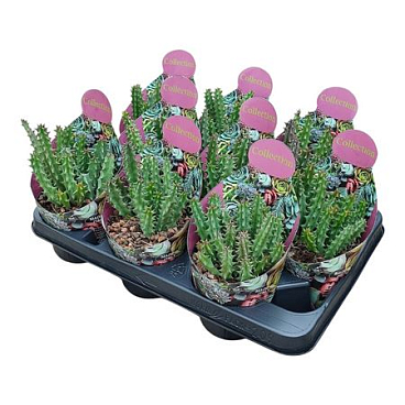 Huernia Macrocarpa Potcover