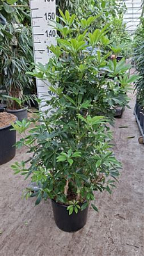 Schefflera Compacta Branched Bush