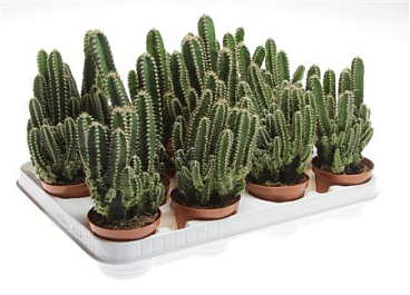 Cactus Cereus Florida