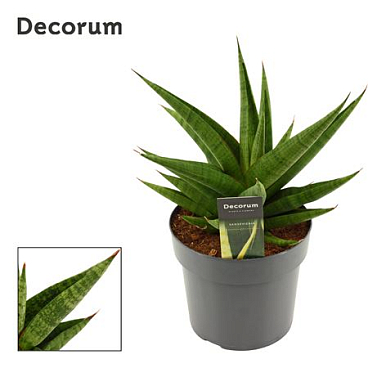 Sansevieria Snow Lotus Crown 17 Cm (decorum)
