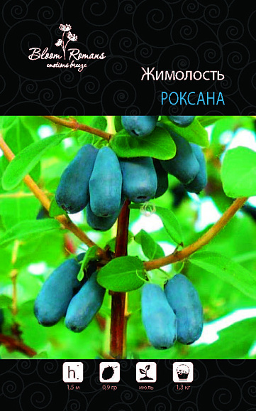 Жимолость камчатская Роксана