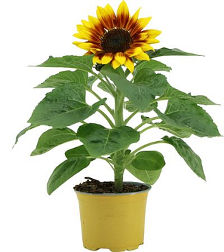 Helianthus Sunsation Flame