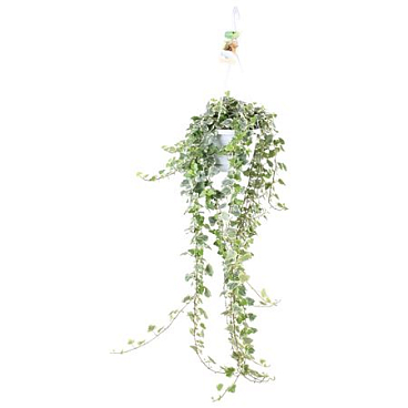 Hedera White Wonder
