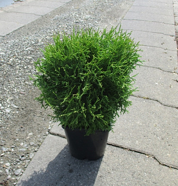 Туя западная Тини Тим