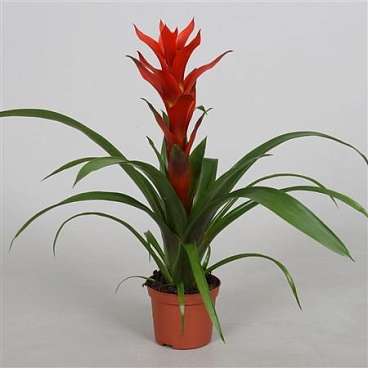 Guzmania Ostara