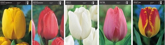 Тюльпан дарвинов гибрид (шоубокс)