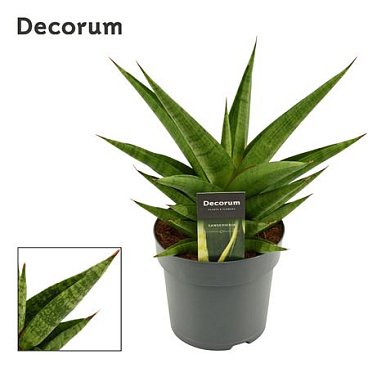Sansevieria Snow Lotus Crown 14 Cm (decorum)