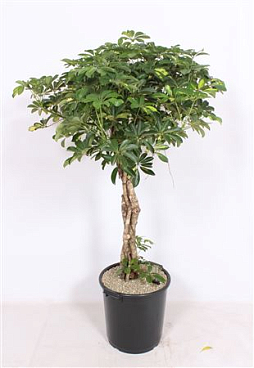 Schefflera Arboricola